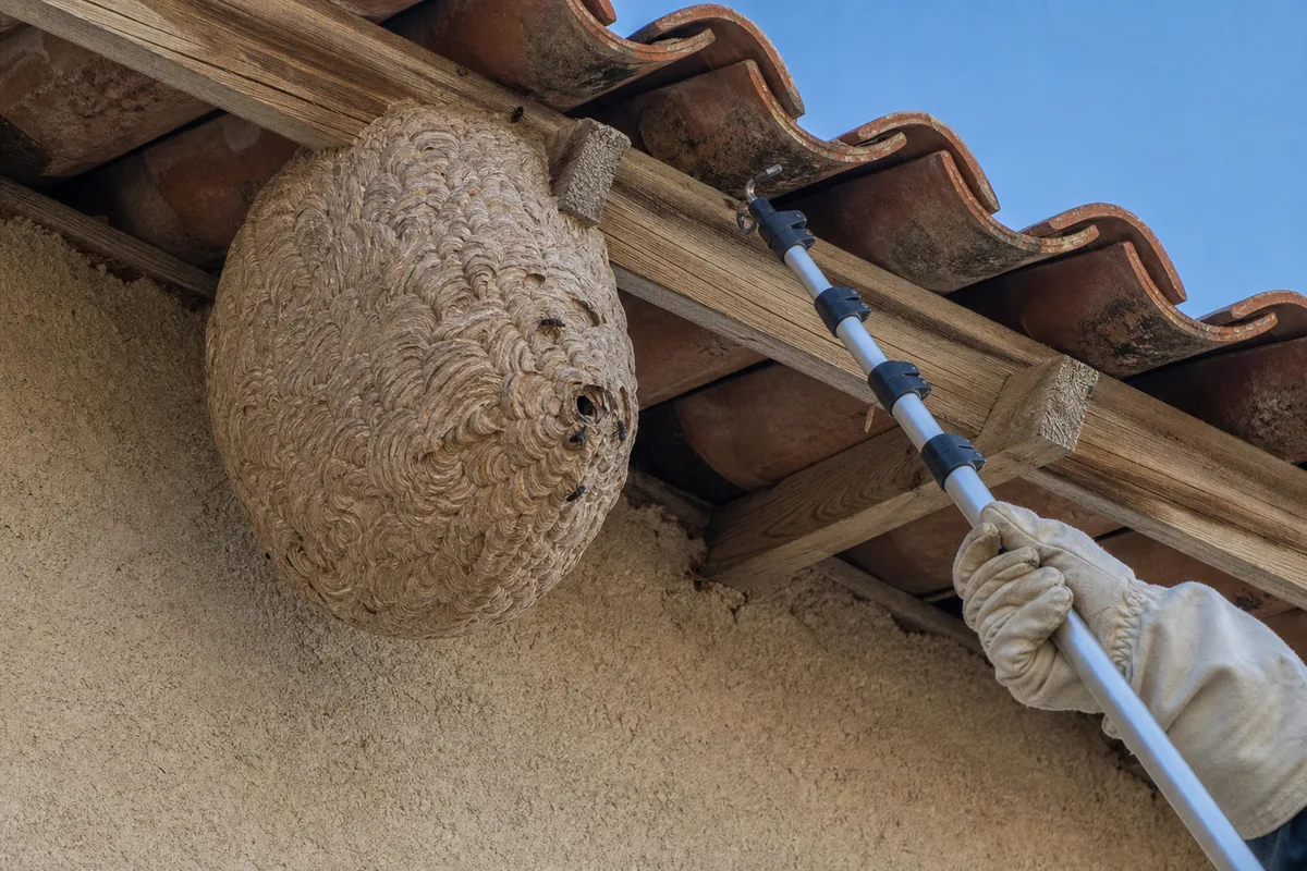 Nid de frelons sous l&rsquo;avant-toit d&rsquo;une maison, professionnel en combinaison de protection préparant une perche télescopique